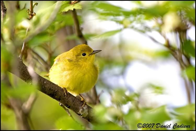 IMAGE: http://i174.photobucket.com/albums/w98/dancad/tn_YellowWarbler_9818-01.jpg