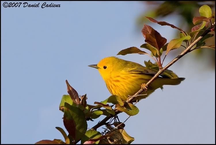 IMAGE: http://i174.photobucket.com/albums/w98/dancad/tn_YellowWarbler_9836-01.jpg
