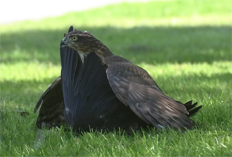 bird1.jpg