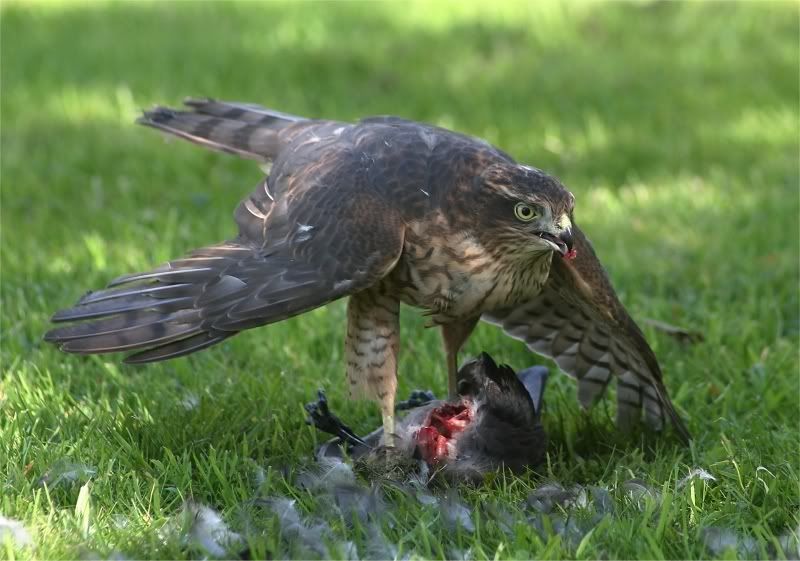 bird2.jpg