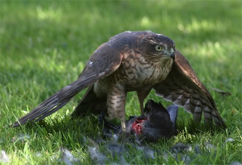 bird3.jpg