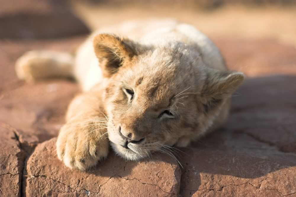 lionsmall.jpg