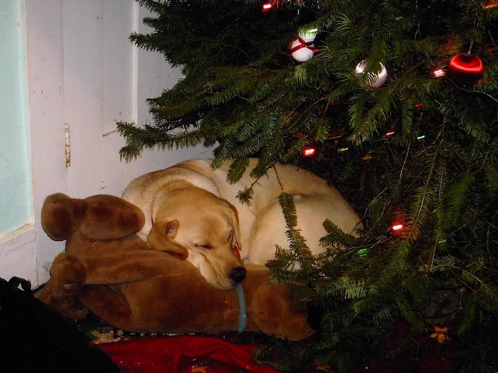 Tucker under cristmas tree!!!!!!