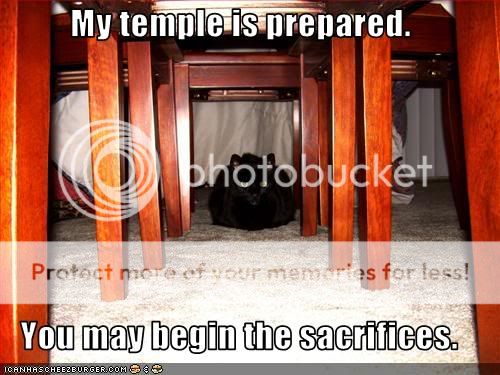 cat temple Pictures, Images and Photos