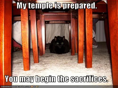 cat temple Pictures, Images and Photos