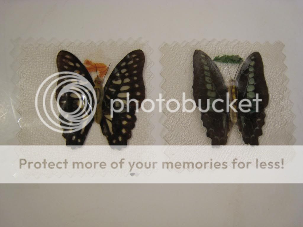 Vintage Formosa Taiwan Butterflies Given To Benefactors of Taiwan 