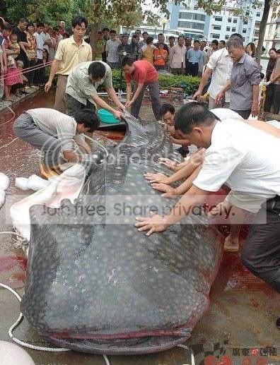 Giantcatfish1.jpg