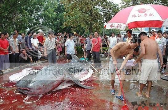 Giantcatfish2.jpg