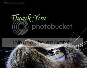 CatThanks.jpg